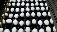 صادرات تخم مرغ رکورد شکست

