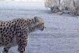 مرگ یوزپلنگ! پناه به اندونزی!