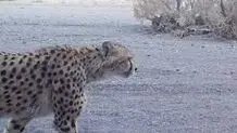 مرگ یوزپلنگ! پناه به اندونزی!