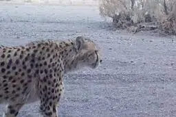 مرگ یوزپلنگ! پناه به اندونزی!