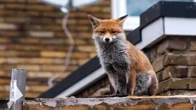 علت حضور روباه‌ها در خیابان‌های تهران چیست؟

