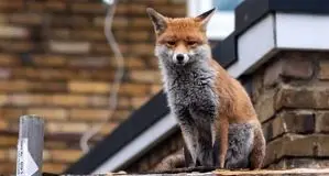 علت حضور روباه‌ها در خیابان‌های تهران چیست؟

