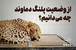  از وضعیت پلنگ دماوند چه می‌دانیم؟

