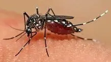 ۱۲۰۹ مبتلا به تب دنگی در کشور شناسایی شد/ وجود پشه آئدس در ۱۱ استان