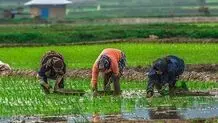 حمایت مشکوک از برنج ایرانى/ پای احتکار در میان است؟

