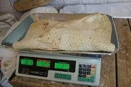 طرح فروش کیلویی نان تا ۴ ماه آینده اجرا می شود