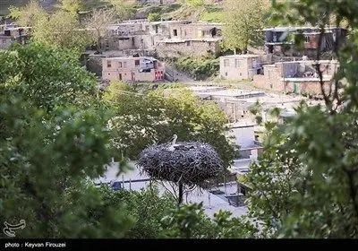همزیستی لک‌لک‌ها و انسان در روستای دره‌تفی - کردستان
