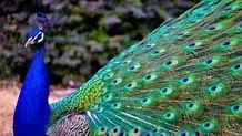 لحظه‌ای دلگرم‌کننده در طبیعت ؛ بازگشت ۲ توله پلنگ گمشده به آغوش مادر در زیستگاه طبیعی