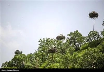 همزیستی لک‌لک‌ها و انسان در روستای دره‌تفی - کردستان