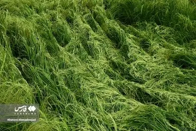 خوابیدگی یا «وَرَس» خوشه‌های نارس برنج در گیلان، به علت بارندگی تابستانی