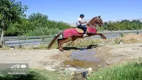 سفر یک گروه زائر به مشهد با اسب+ عکس