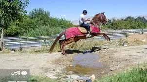 سفر یک گروه زائر به مشهد با اسب+ عکس
