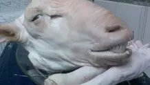 یک دست کله پاچه چند؟