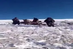 خبرها درباره سقوط پهپاد آمریکایی در افغانستان