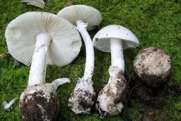هشدار نسبت به مصرف قارچ‌های سمی + علائم مسمومیت