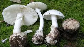 هشدار نسبت به مصرف قارچ‌های سمی + علائم مسمومیت