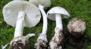 هشدار نسبت به مصرف قارچ‌های سمی + علائم مسمومیت