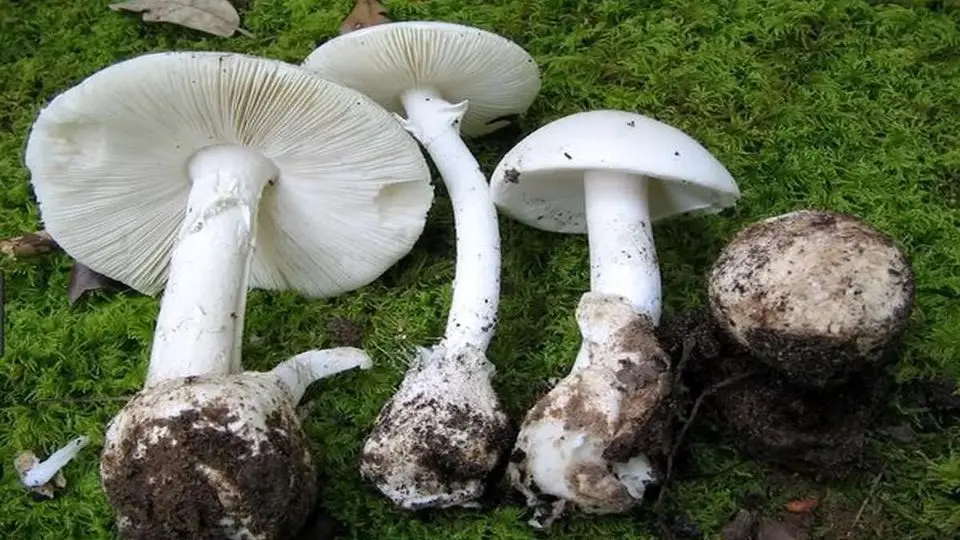 هشدار نسبت به مصرف قارچ‌های سمی + علائم مسمومیت