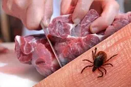 فوت یک شهروند زاهدانی با علائم بیماری کنگو
