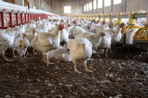 ادعای پرورش مرغ تریاکی در کشور جنجالی شد