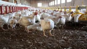 ادعای پرورش مرغ تریاکی در کشور جنجالی شد