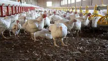 ماجرای مرغ های هورمونی چیست؟