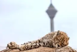 سوگ جمعی برای پیروز