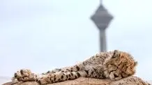 سوگ جمعی برای پیروز