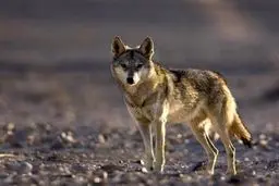 مشاهده گرگ در محله سوهانک تهران 