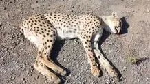 ورود دستگاه قضائی به موضوع تلف‌شدن یوز آسیایی در میامی