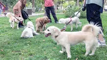 ممنوعیت سگ‌گردانی در سایه تجارت بی‌ضابطه سگ‌فروشی