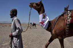سیستان و بلوچستان میزبان مسابقات شتردوانی قهرمانی کشور
