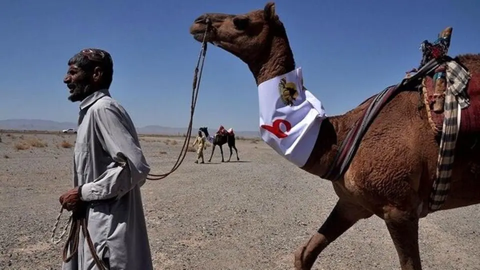 سیستان و بلوچستان میزبان مسابقات شتردوانی قهرمانی کشور
