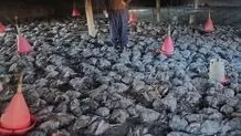 تلف شدن ۸ هزار قطعه مرغ در آتش سوزی