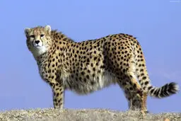 حال «ایران» خوب است/ از «آذر» و «توران» چه خبر؟

