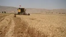 پرداخت مرحله اول طلب کشاورزان