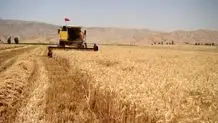 پرداخت ۲۵ درصدی مطالبات گندمکاران