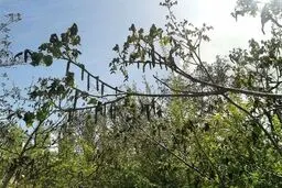 شوک ناگهانی سرما به باغات دماوند
