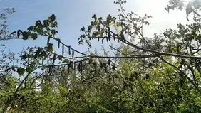 شوک ناگهانی سرما به باغات دماوند
