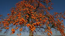 خرمالو و ریشه های آن 