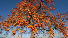 با این میوه زمستانی وزن کم کنید