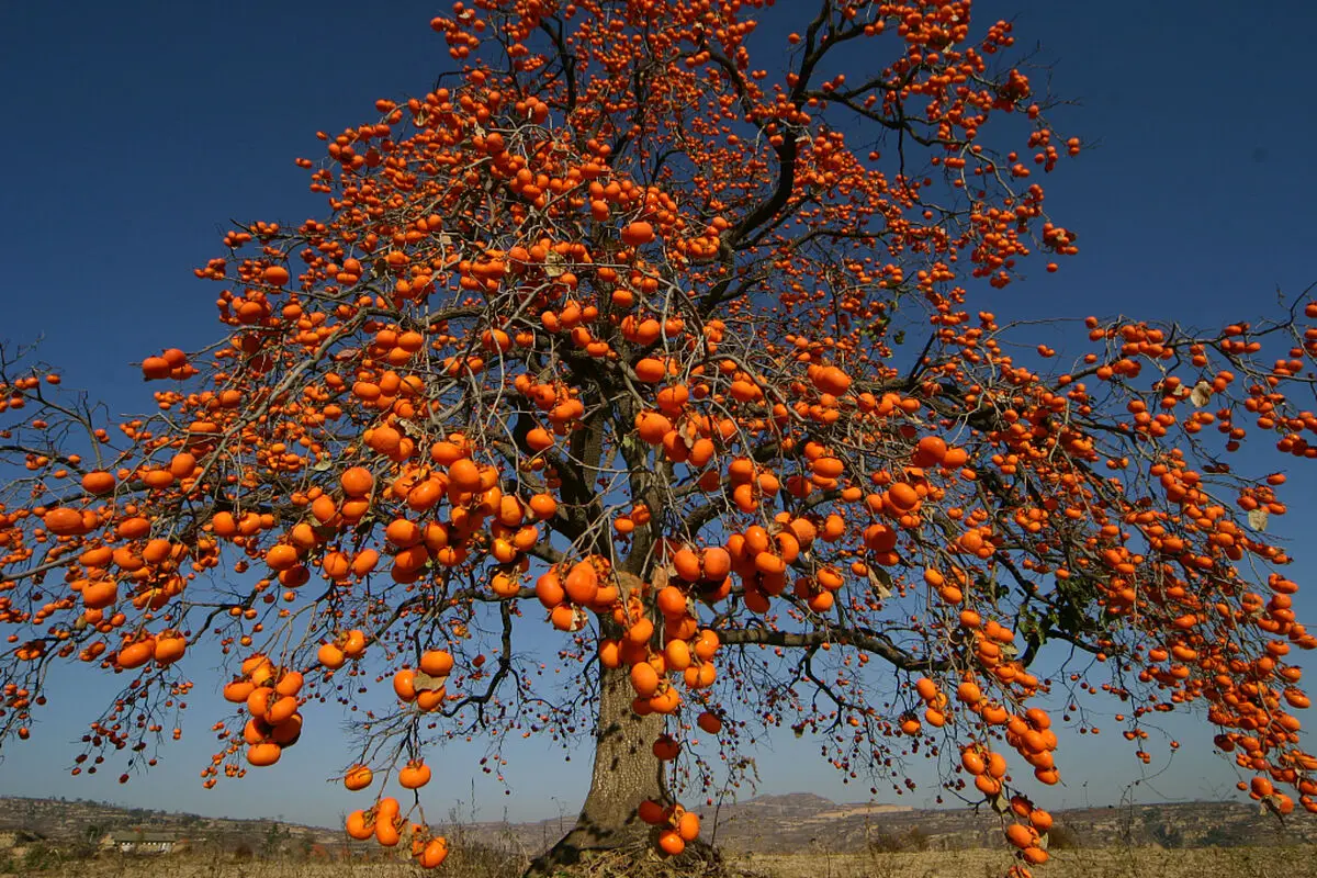 خرمالو و ریشه های آن 