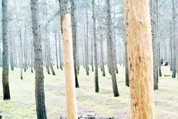 ۱۷۰ هزار اصله درخت در یک‌قدمی نابودی