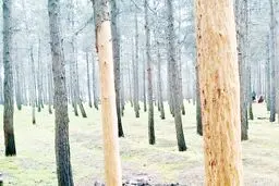 ۱۷۰ هزار اصله درخت در یک‌قدمی نابودی