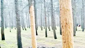 ۱۷۰  اصله درخت در یک‌قدمی نابودی