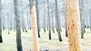 ۱۷۰  اصله درخت در یک‌قدمی نابودی