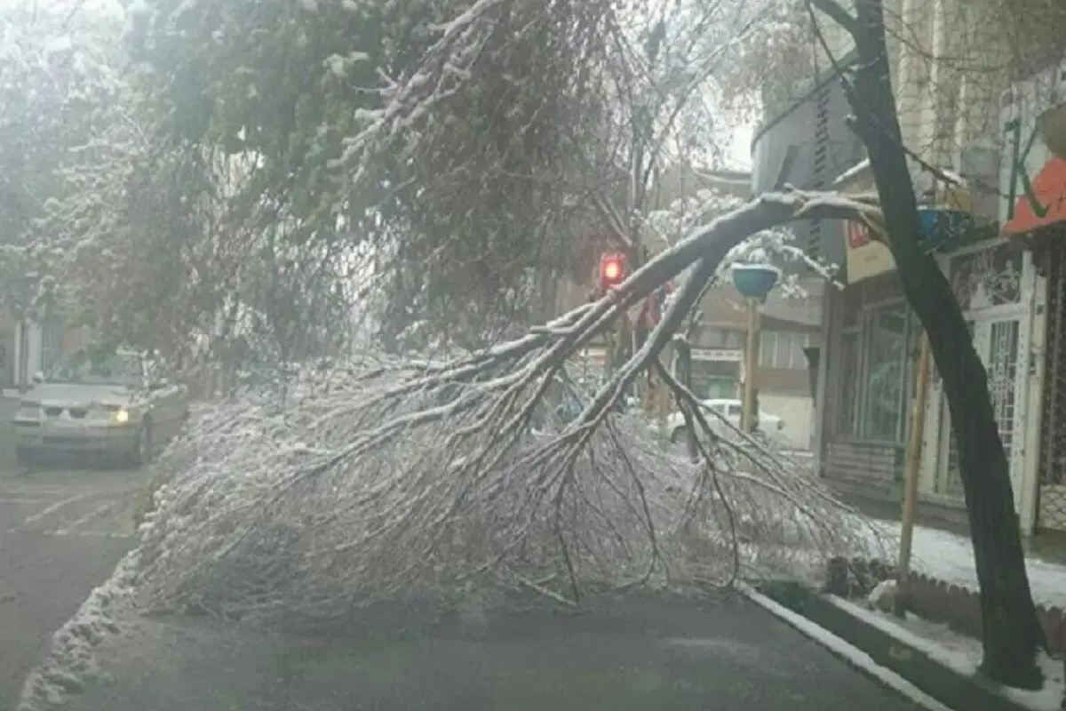بادهای موسمی در کمین درختان تهران