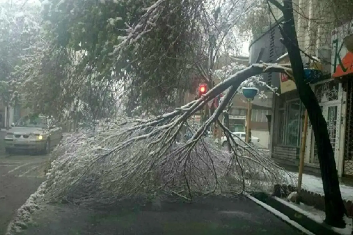 بادهای موسمی در کمین درختان تهران