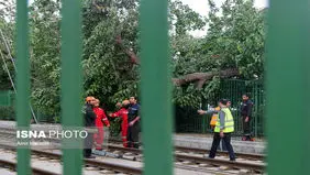 خیابان آزادی بر اثر سقوط درخت بسته شد/ مشکل آبگرفتی وجود ندارد
