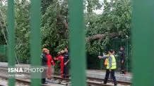 خیابان آزادی بر اثر سقوط درخت بسته شد/ مشکل آبگرفتی وجود ندارد
